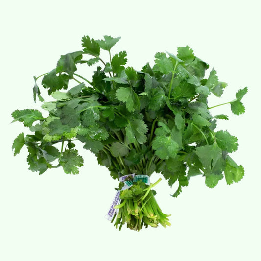 Cilantro